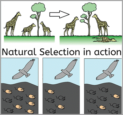 Natural Selection