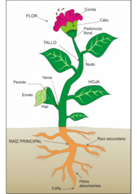 Partes de la Planta