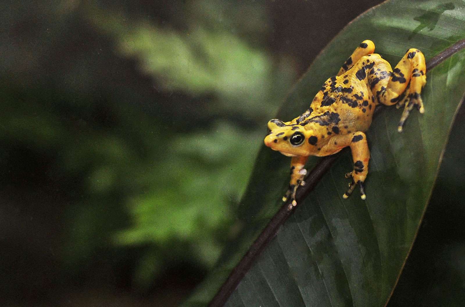 Weather/Plants and Animals