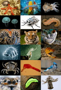 Animal Research Vocaulary